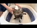 Download Lagu 保護した猫を生まれて初めてお風呂で洗ったらこうなっちゃいました…