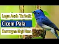 Download Lagu Lagu Aceh + Lirik ~ Cicem Pala ( cover )