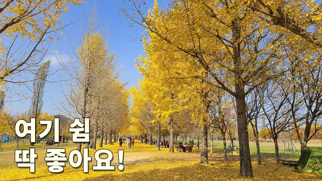 😊경기도 여주권 당일 여행 👀은행나무가 아름다운 여행지 📢반계리 은행나무 강천섬 은행나무길 신륵사 23/11/2 촬영 サムネイル