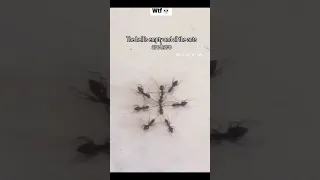 Memes 103  Memes 103