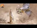 The Fastest Attack Moments of the Sky s Deadliest Hunters Wild Animals