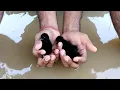 Download Lagu White Breasted Waterhen Cute Baby Bird