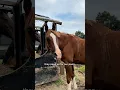 Download Lagu They need us for our poop 👀🍫 #horse #equestrian #horses #poop #funny #shorts #trending #fun #trend