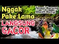Download Lagu LANGSUNG GACOR‼️ Suara Air Alami Bikin Burung Rajin Bunyi, Terapi Semua Jenis Burung Macet/Stres