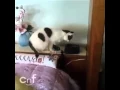 Download Lagu Funny Cats Receive a Phone Call / Kucing Menerima Panggilan Telepon
