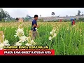 Download Lagu Panen Raya Bunga Sedap Malam Omset Ratusan Juta Tradisi Ramadhan Di Kampung Pasirbaru - Cihideung