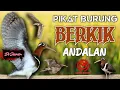 Download Lagu SUARA PIKAT BURUNG BERKIK/PEKUNG/BURCET  ANDALAN. The Sound Of Birds And Views Of Rice Field Animals