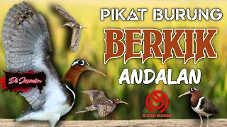 suara pikat burung berkik pekung burcet andalan the sound of birds and views of rice field animals