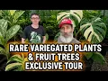 Download Lagu Rare Variegated Plants \u0026 Exotic Fruit Trees at Xain’s World Nursery