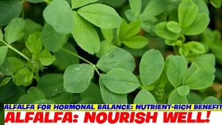 Download Alfalfa for Hormonal Balance: Nutrient-Rich Benefits MP3