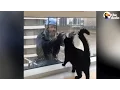Download Lagu Cat Loves Window Washer | The Dodo