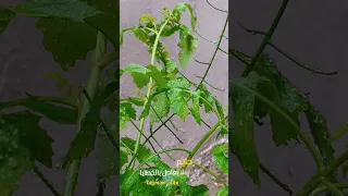 مشاري العفاسي ومن لي غير بابك   دندنها