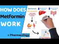 How does Metformin Work EASY Pharmacology