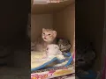 Download Lagu cute little kitten 🐈🐾 | cat videos/ cat meow #catvideos #cat #cute