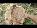 Timber Harvest Gates Logging and Wheeland Lumber Co