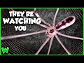 EVERY Spider in Your House - and what they re doing there ft travismcenery2919