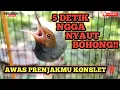 Download Lagu Prenjak Gacor , 5 Detik Prenjakmu Ikut Gacor Ngotot!!