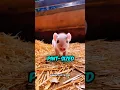 Mini Pig | CUTEST Pet Ever?! 🐷