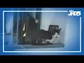 A dozen cats remain stranded on abandoned sailboat 30 already rescued