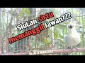 🔴SiuLan dan Jeritan sirtu memanggil Lawan ||G.A.I KICAU