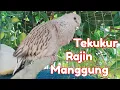 Download Lagu Tekukur Gacor Leopard