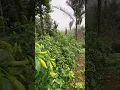 Download Lagu Kebun Cabe #berkebundidesa #caberawit