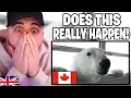 Download Lagu Brit Reacts to Things That Make Canada Unique That SUPRISE Europeans