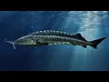 Facts The Beluga Sturgeon