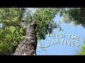 Download Lagu #155 Clearing trees, cleaning the lagoon \u0026 exploring + neighbours tour