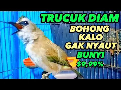 Download MP3 Suara Trucukan Gacor Ropel Ngalas, Pancingan Trucukan Agar Bunyi Jadikan Burung Trucuk Nyaut Gacor