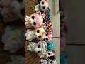 All of my Beanie Boo cats