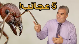 5 عجائب في هذه النملة لن تصدق ماذا تفعل!