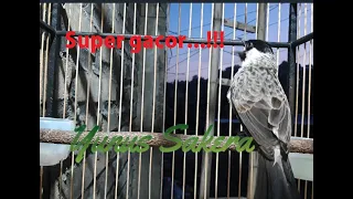 Download Suara isian...burung kutilang gacor || sooty-headed Bulbul || Indonesian special bird charm MP3