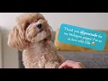 MaltiPoo Puppies For Sale