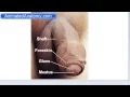 Male Reproductive Anatomy - Penis Prostate Testicles Scrotum