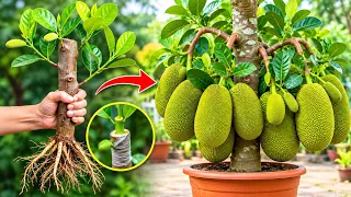 🌱 How to Propagate Jackfruit Tree from Cuttings | Step-by-Step Compilation