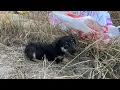Download Lagu Küçük Anne Köpek ve Yavruları Yol Kenarına Atılmış