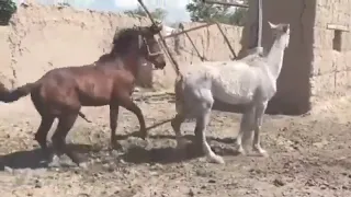 horse fast time metting