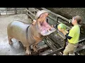 Download Lagu Nijlpaarden eten watermeloenen!? De fantastische dierentuin van Japan!! | Nagasaki BIOPARK🐒🦒