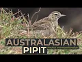 Download Lagu Australasian Pipit (Anthus novaeseelandiae) | Woolgoolga Headland, New South Wales (AUSTRALIA)