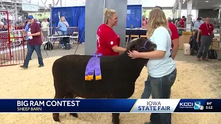 505-pound Judah wins 2025 Iowa State Fair Big Ram title
