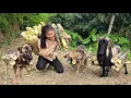 Dogs and goats help Vietnamese girl carry young bamboo to market to sell for a living - ha thi muon
