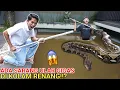 Download Lagu BERB4H4YA😱SAR4NG UL4R GIGAS SUDAH MULAI MENYEBAR SAMPE KEKOLAM RENANG?? | Mikael TubeHD