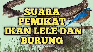 pemikat ikan lele dan burung unik lele burung