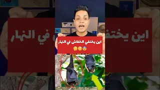 اين يختفي الخفاش في النهار لن تصدق Shortvideo 