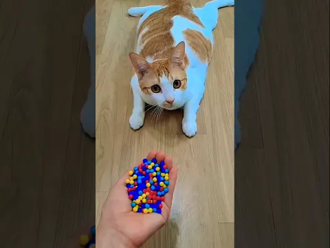 ๐บ Funny Cat Magic in Reverse ๐พ#marblerunandmore #asmrshorts #cat #trendingshorts