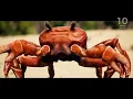 "Crab Rave" 10 Hours