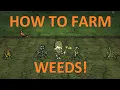 DST Tutorial How to farm weeds Reap What you Sow update