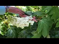 Plant Features Oakleaf Hydrangea