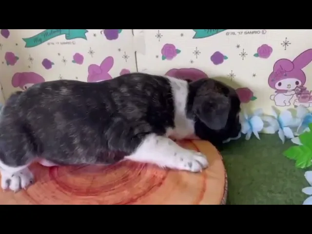 動画